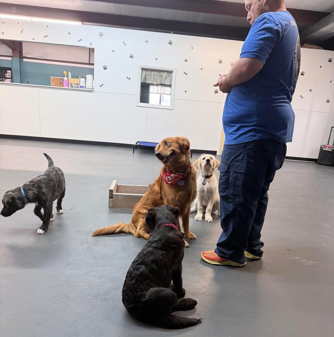 People and dogs working together in training